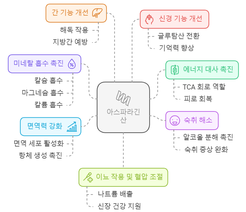 아스파라긴산 효능