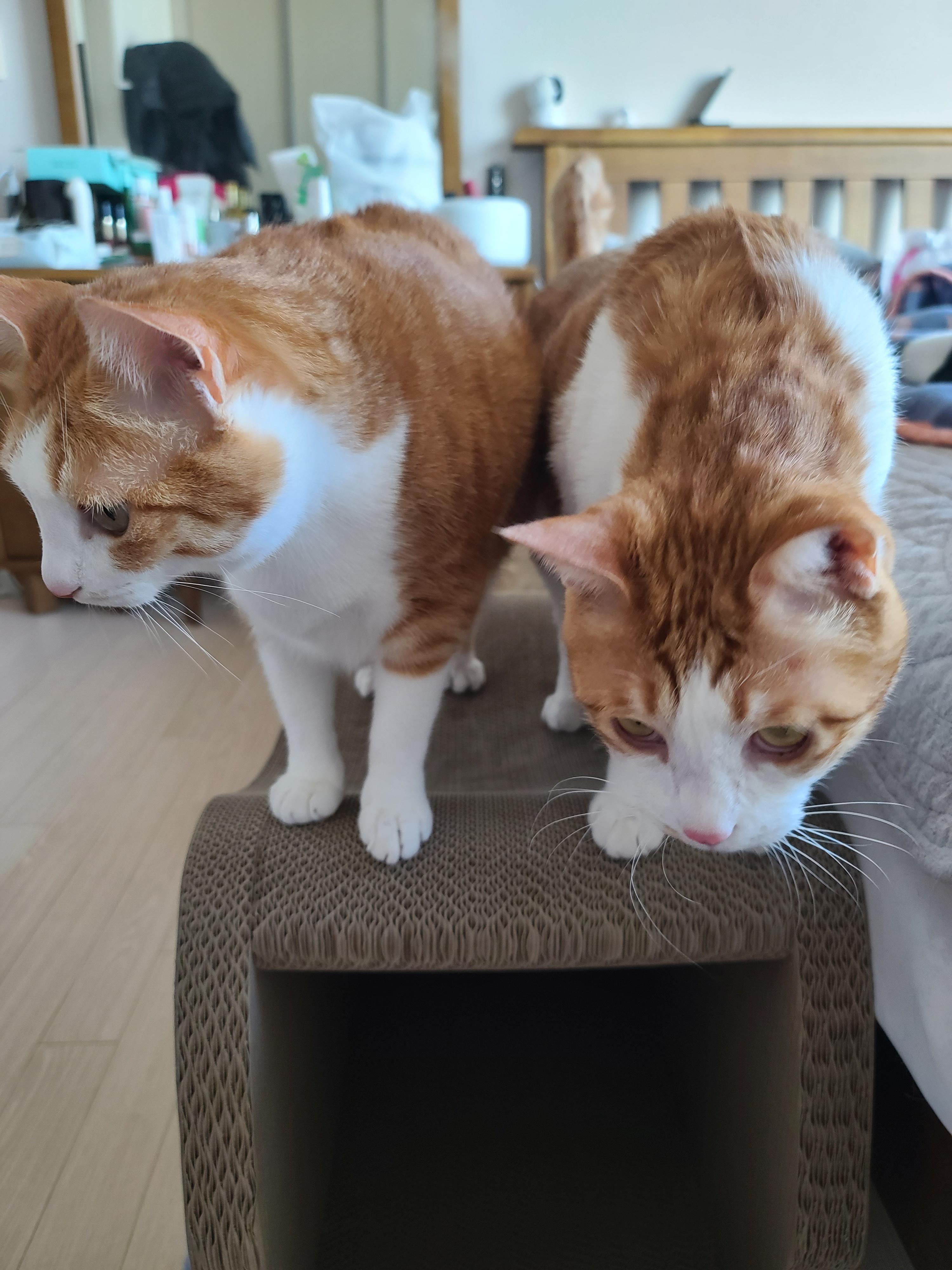 사이좋은 치즈냥이들(feat.호야랑 막둥이 몸무게)