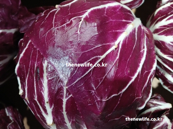 황반변성과 백내장 등 안구 질환 예방 효능을 가진 싱싱한 라디치오 실물 사진