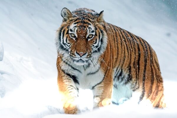 설원을-걷고있는-호랑이