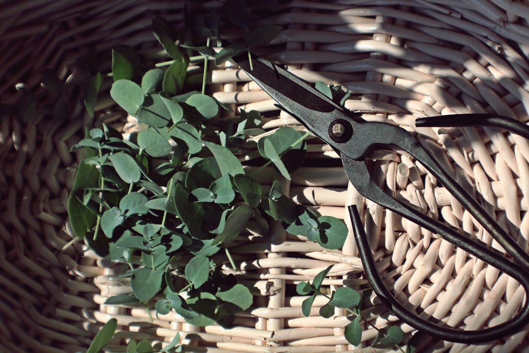 Prune benefits