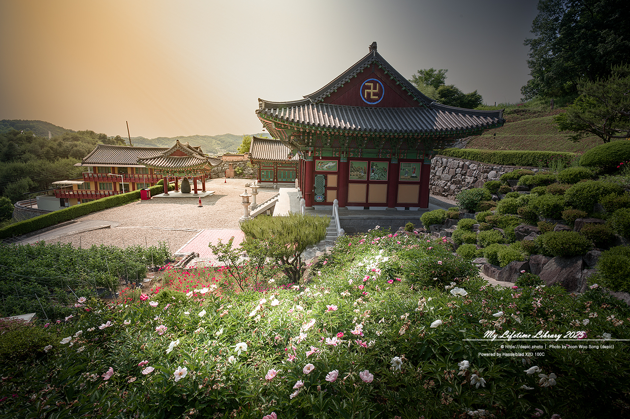 #여름 #사찰 #양귀비 #괴산 #불교 #꽃