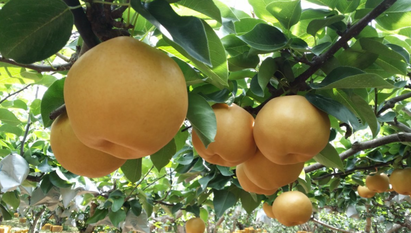 배를 이렇게 먹어야 더 건강하다