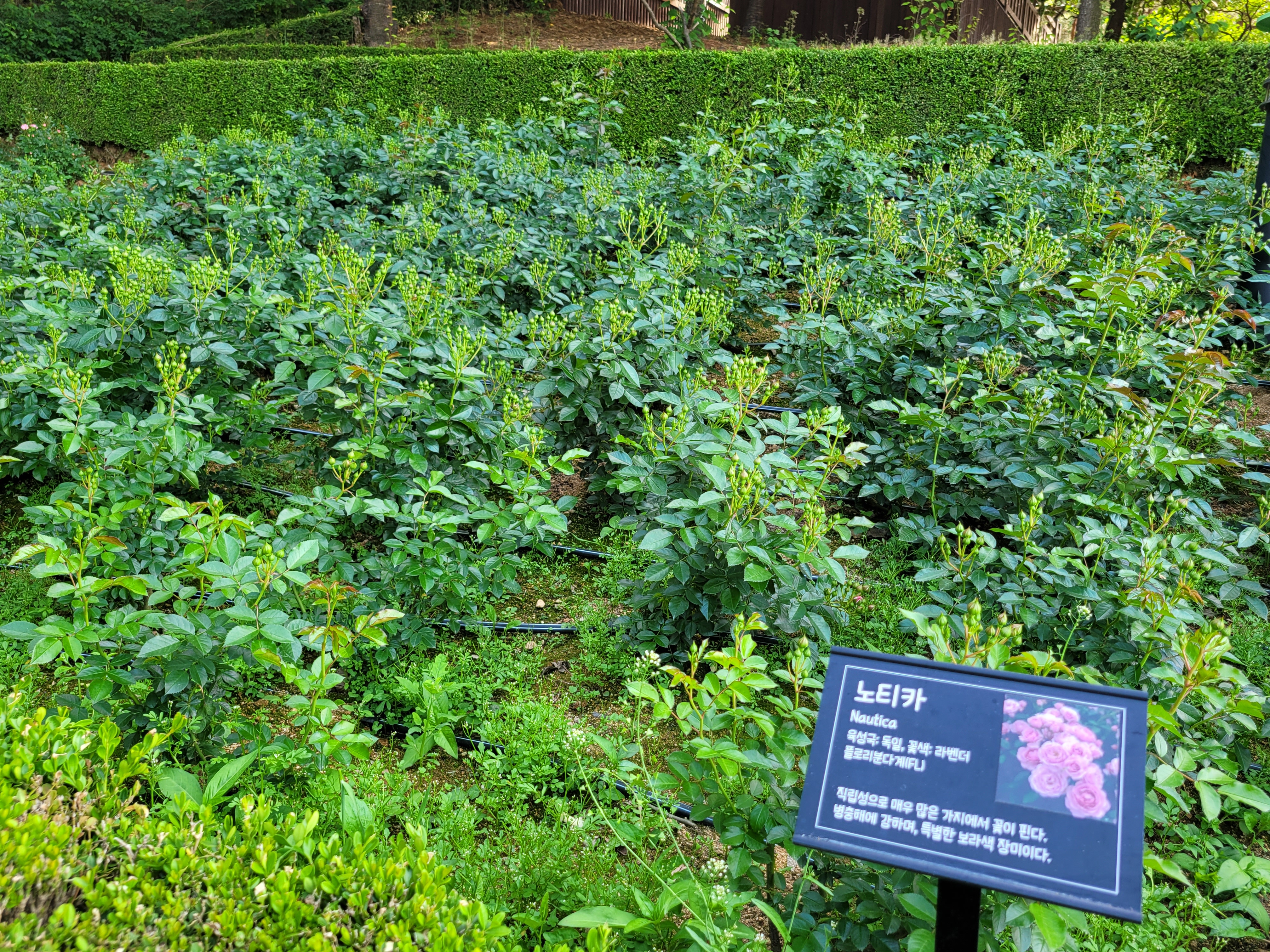 장미꽃이 아직 덜 피었어요.