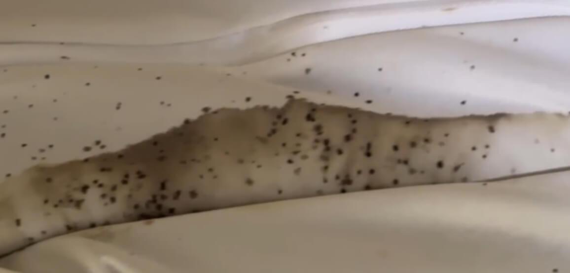 빈대 배설 흔적-출처 마크로버