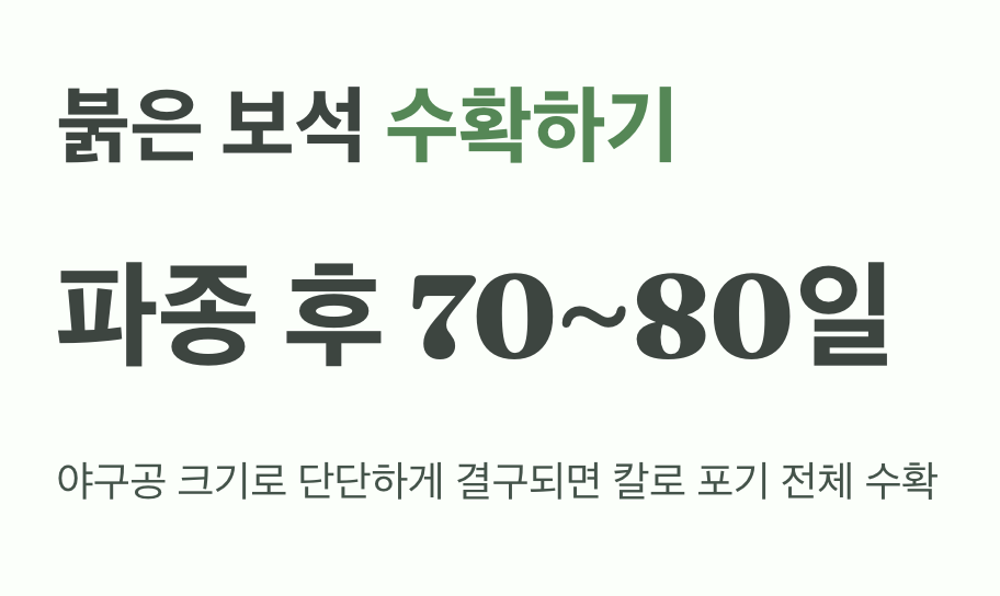 붉은 보석을 수확하는 순간