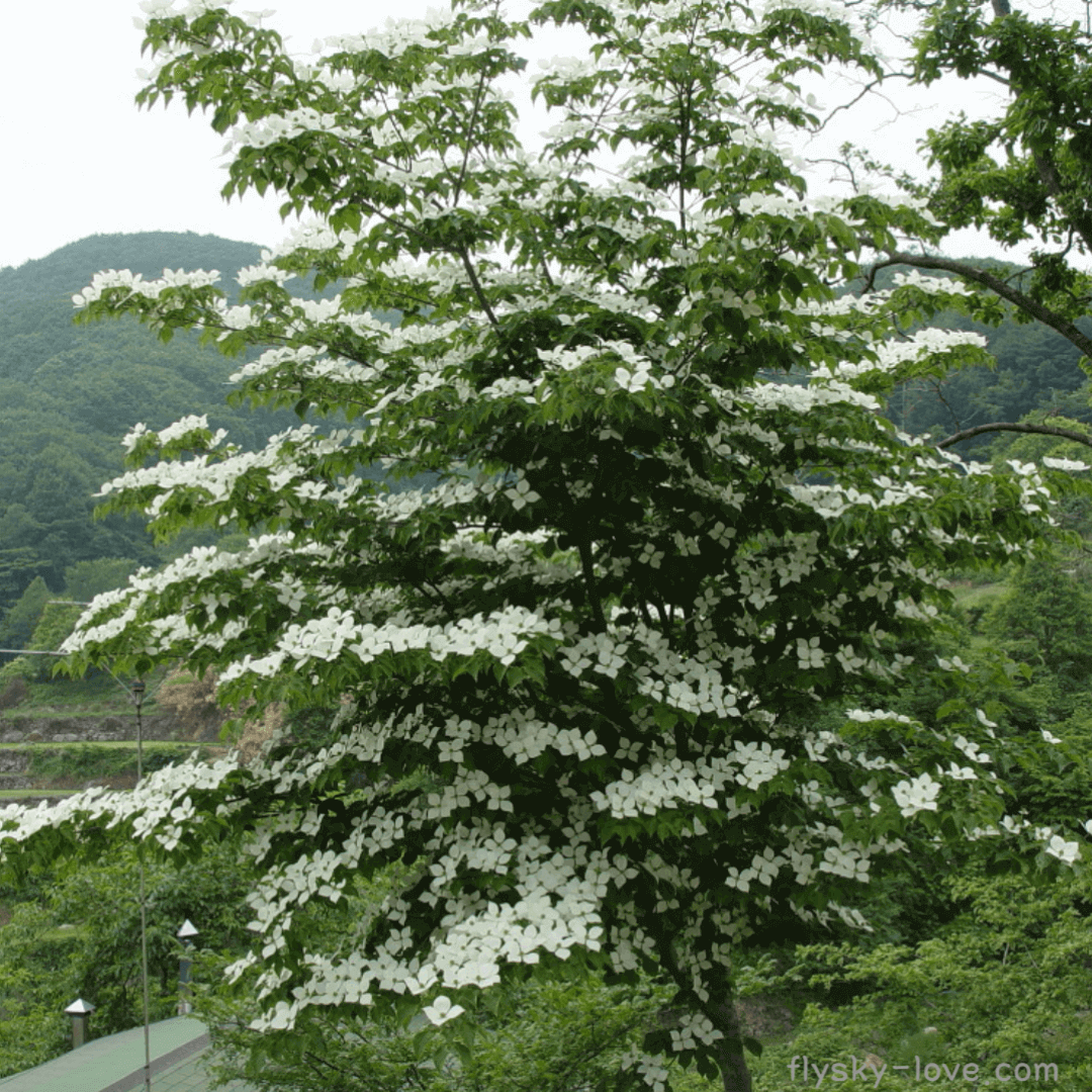 산딸나무(cornus kousa)