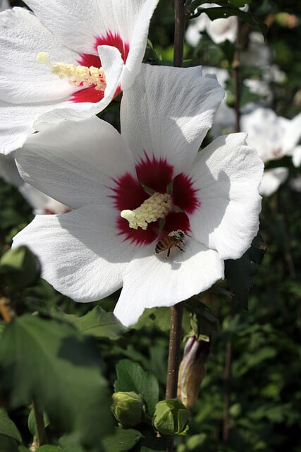 무궁화 다이어트 효과와 방법&amp;#44; 부작용