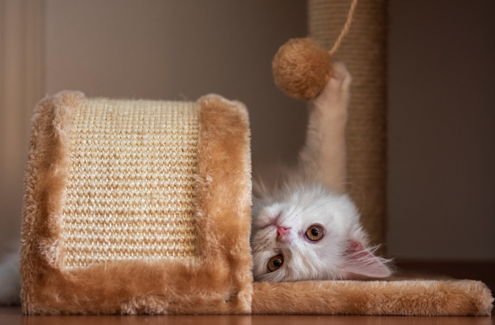 누워서 장난감을 가지고 놀고 있는 흰색 고양이