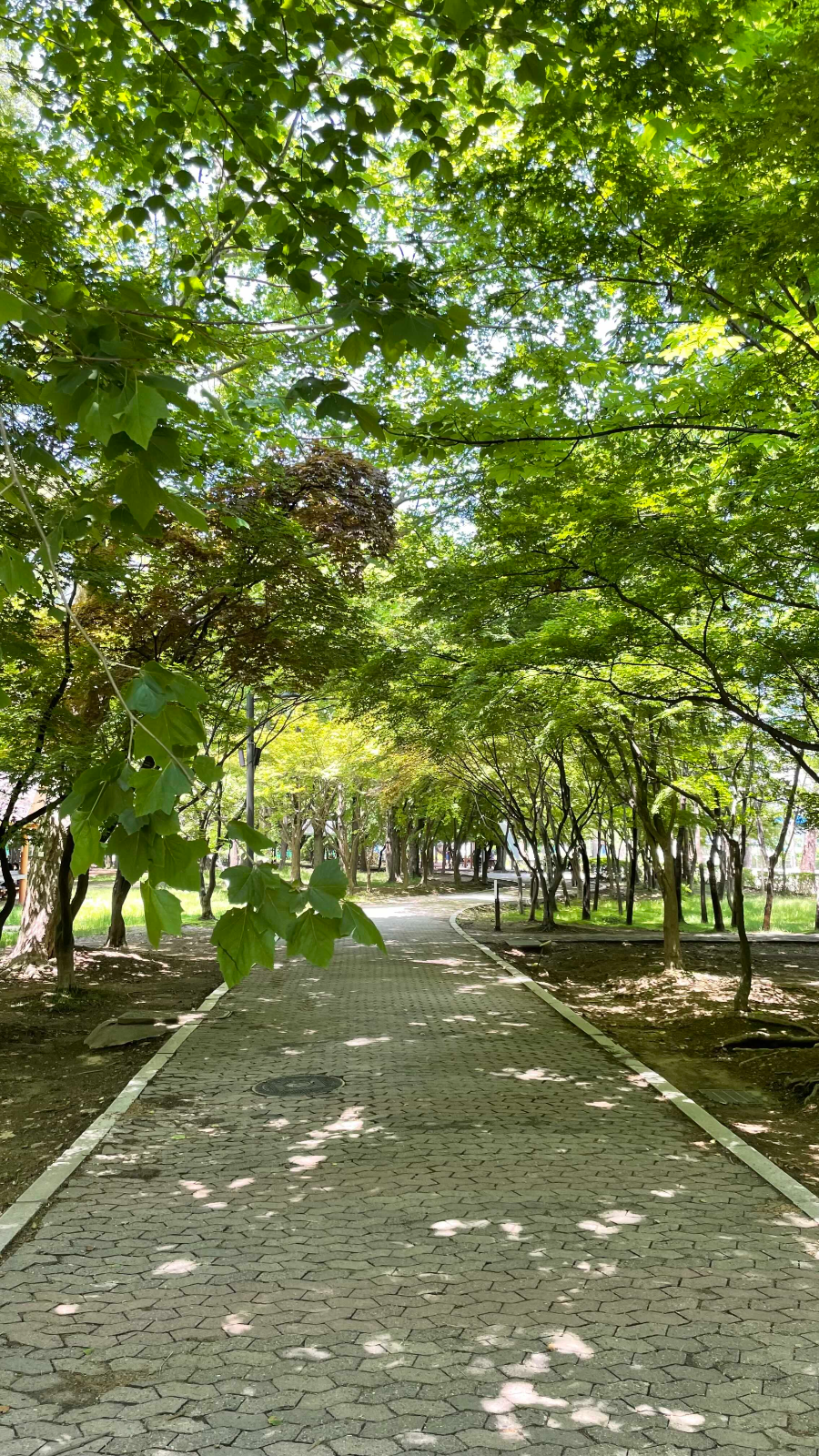 양재(매헌)시민의 숲 나들이 울창한 나무
