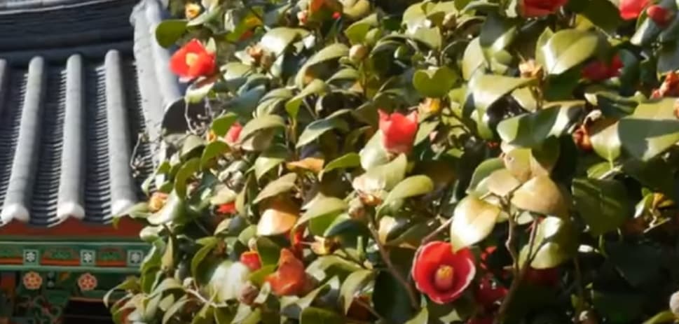 [4월 축제]사계절의 모습이 다 아름다운 고창 선운사❘동백꽃, 홍매화 사진 이벤트