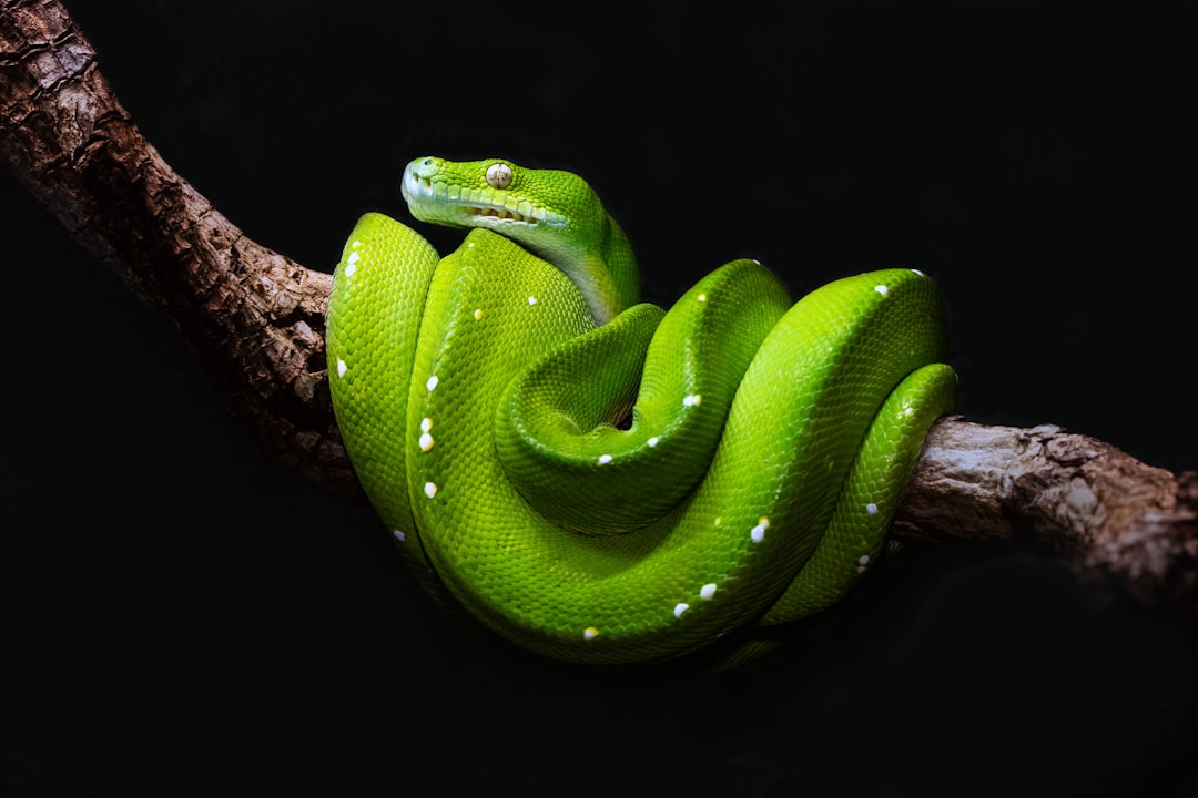 Snake