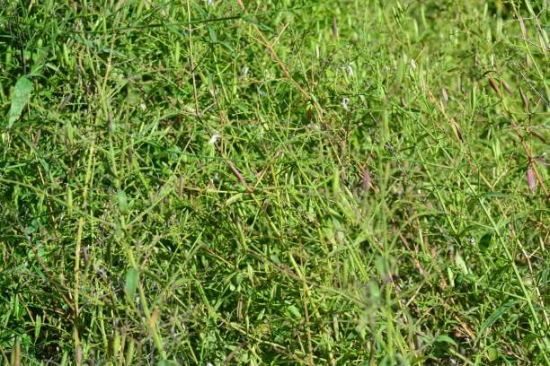 천심련 효능 6가지 및 부작용에 대해서 알아봤습니다. 천심련은 인도에서 수세기 동안 전통적으로 사용되어온 식물로, 최근에는 다양한 건강상의 이점이 인정되어 주목받고 있습니다. 이제는 전 세계적으로 인기 있는 건강식품으로 자리 잡았습니다. 이 글에서는 천심련의 다양한 효능과 함께 섭취할 때 주의할 점 등을 자세히 살펴보겠습니다.