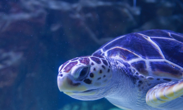 아쿠아플라넷 거북이 