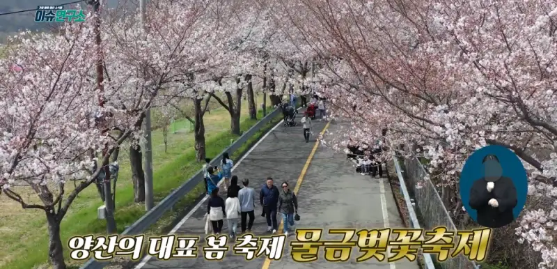 양산 황산공원 벚꽃 사진