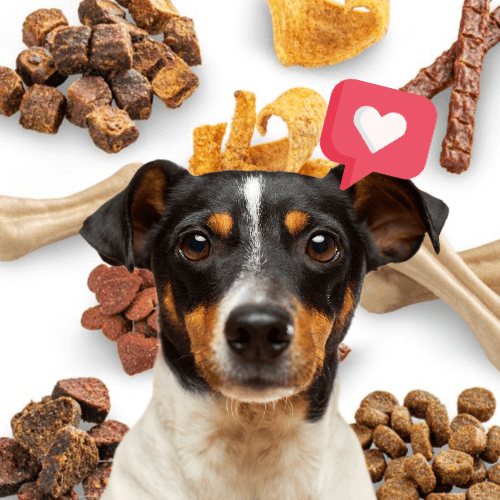 간식에 둘러싸여 있는 강아지