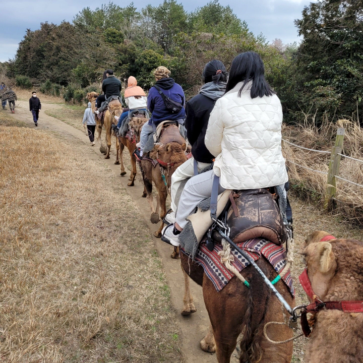 제주 낙타 트래킹하는 와이프와 큰 녀석의 뒷모습