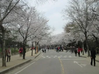 5월 수도권 꽃구경 꽃축제 10선_6