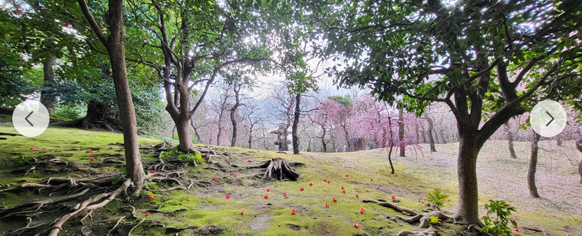 동백과 매화의 황홀한 조화