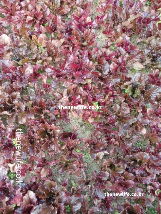 어두운 곳에서 시각 적응을 돕고 로돕신 합성을 촉진하여 야맹증을 예방하는 상추