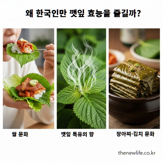 한국인만 즐기는 깻잎 효능 &ndash; 쌈 문화, 특유의 향, 장아찌 김치 문화