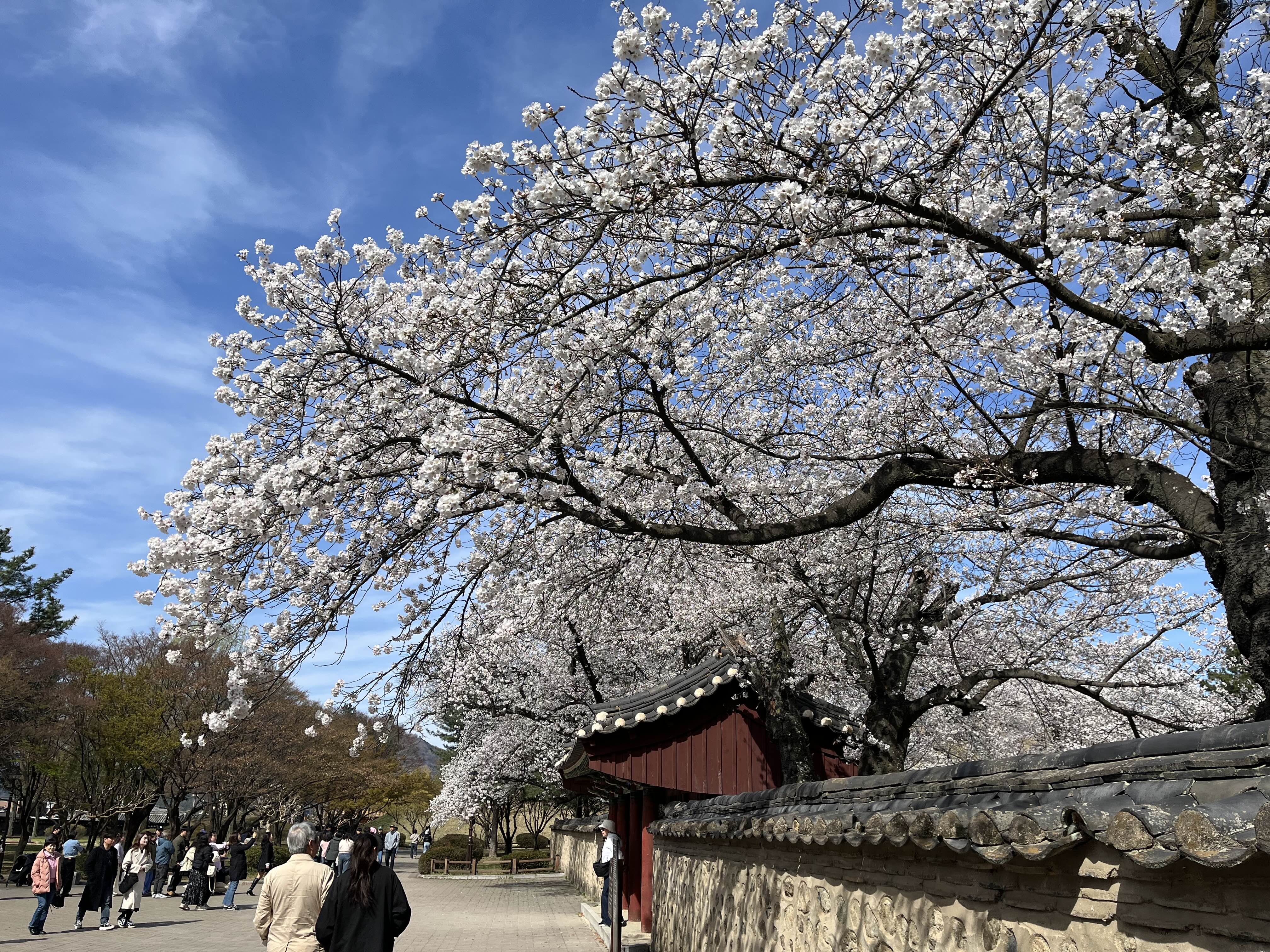 경주 벚꽃 명소