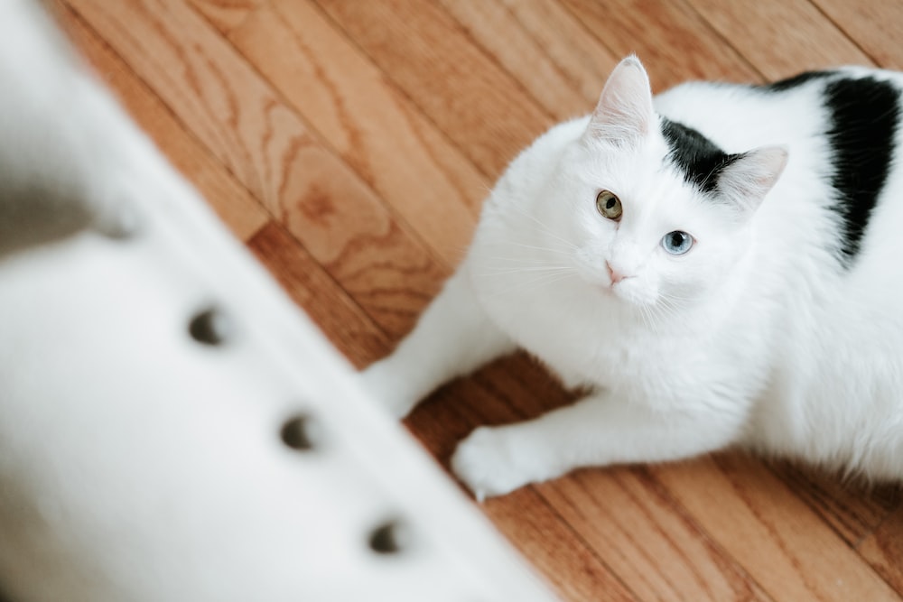 고양이 간질