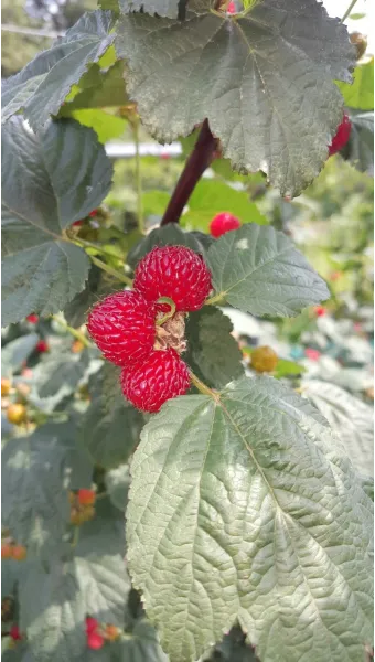 산딸기 재배 번식 방법 포트 묘 심기 잡초 관리_10
