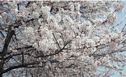 전주 덕진공원 꽃길