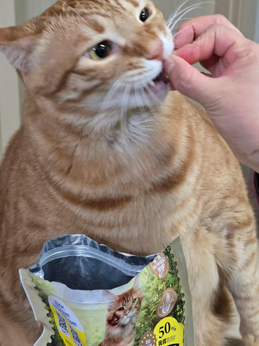 샘스필드 캣 사료7