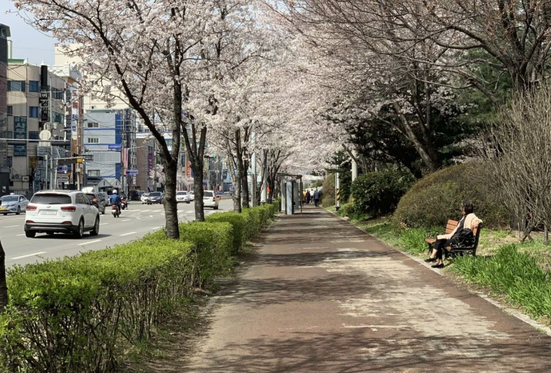 벚꽃-벚꽃 명소-벚꽃길-벚꽃 축제-2023 벚꽃 명소-2023 벚꽃 축제-전국 벚꽃 개화 시기