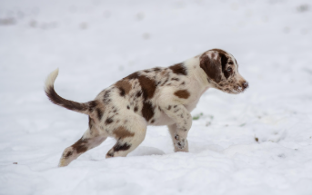 강아지 나이 계산법 완벽 정리 16