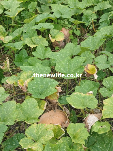 늙은 호박 효능을 설명하기 위한 밭에서 자라고 있는 늙은 호박 실물 사진