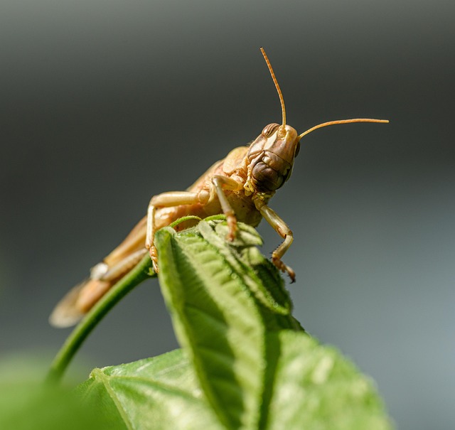 메뚜기, 귀뚜라미, 밀웜 – 우리가 몰랐던 곤충 단백질의 영양학적 가치