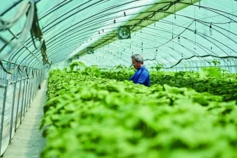 들깨 재배 직파 재배 병충해 관리 질소 과다 주의_6