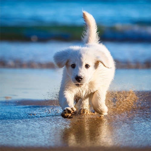 해변에서 뛰어 노는 강아지3