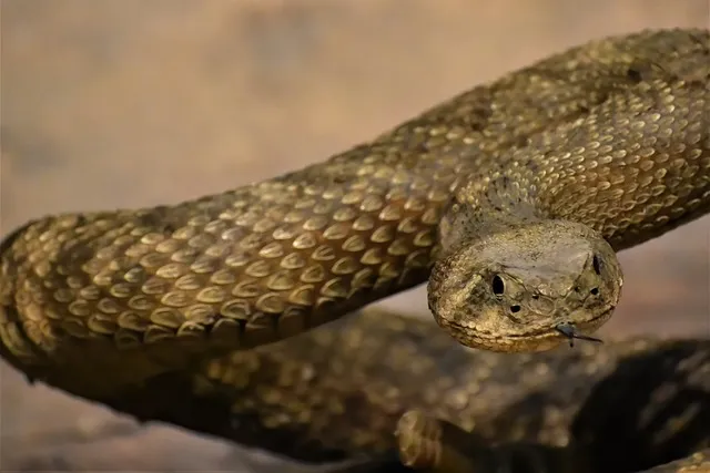 여러 마리의 뱀이 나오는 꿈