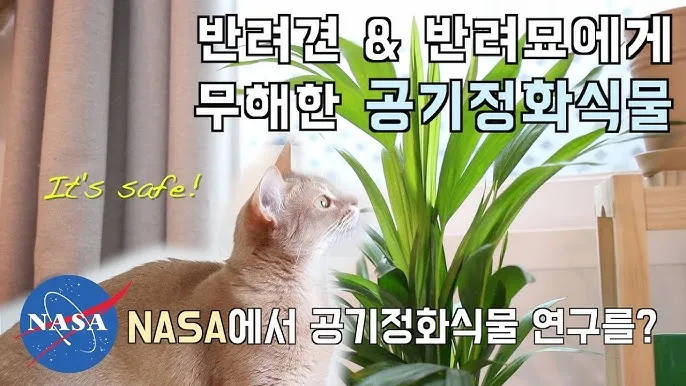 고양이에게 안전한 식물_4