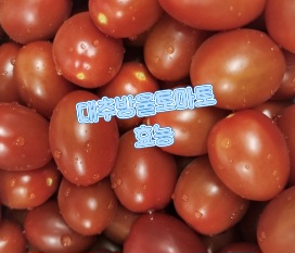 대추방울토마토-효능