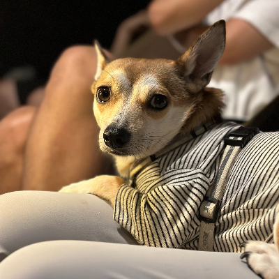 애견동반 캠핑장