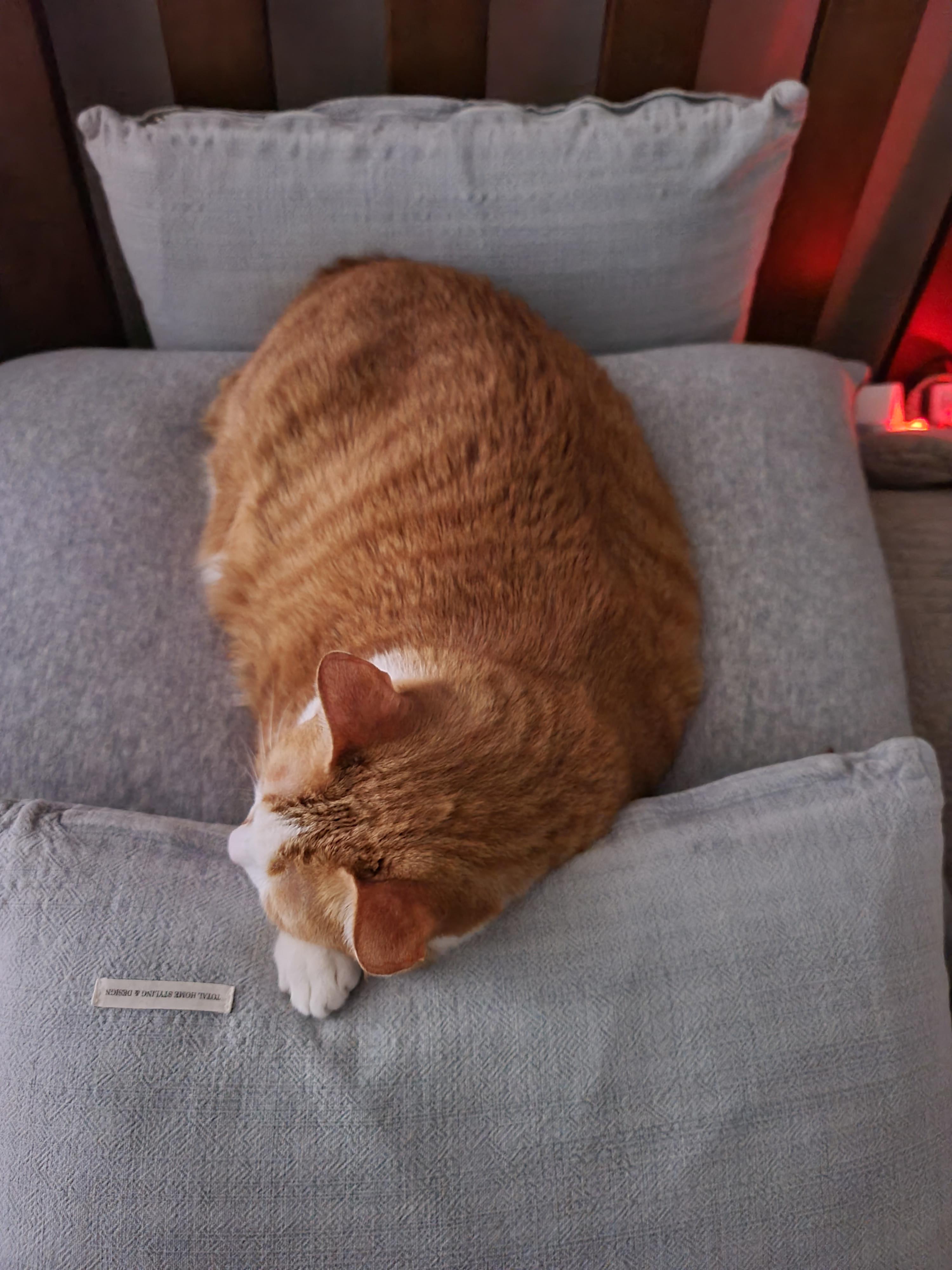 자는 순간마저 사랑스러운 그동물 고양이 (feat. 호야)