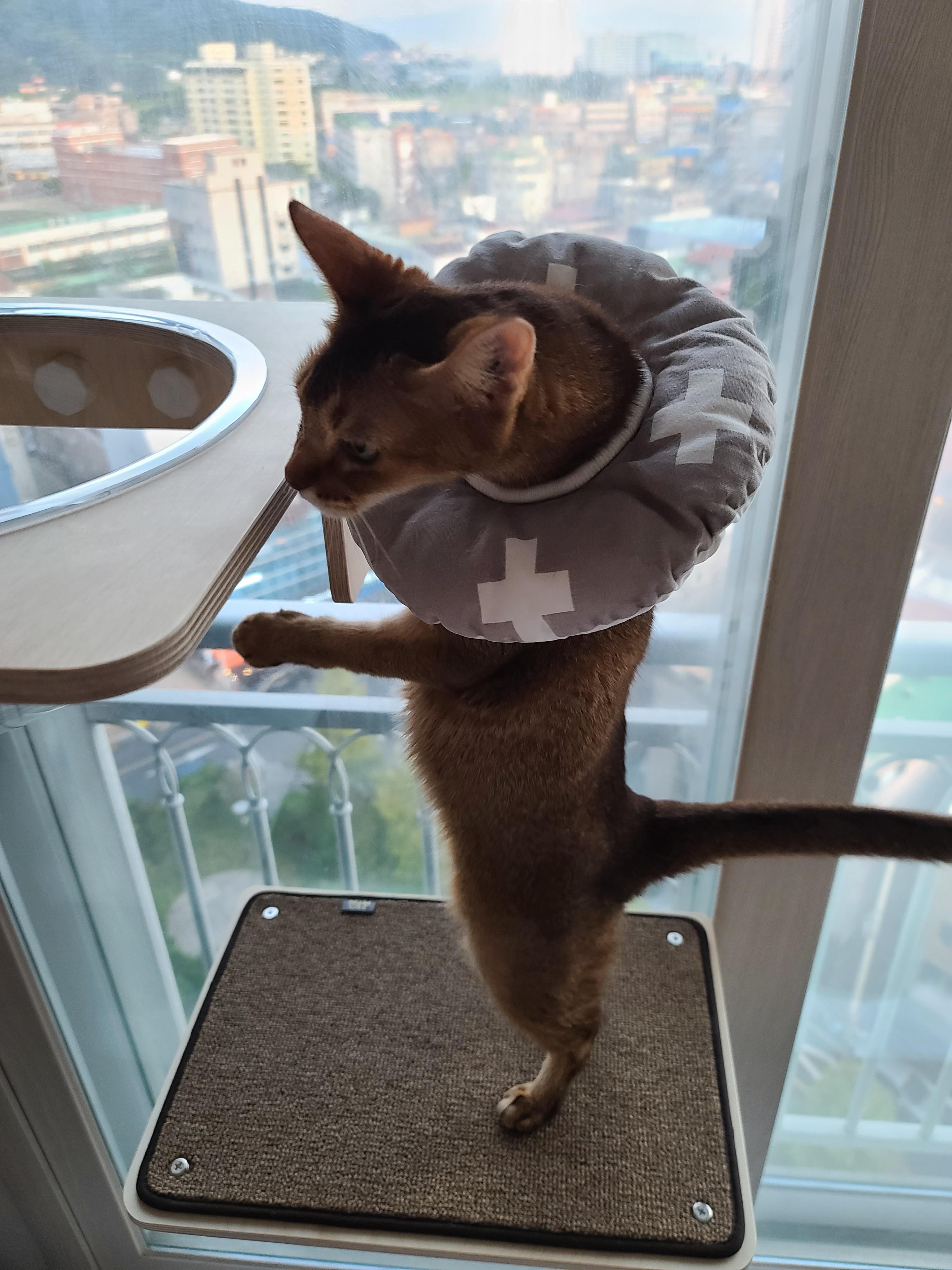 냥냥이들의 캣워크, 캣볼을 달았다. (내돈내산,스압주의)