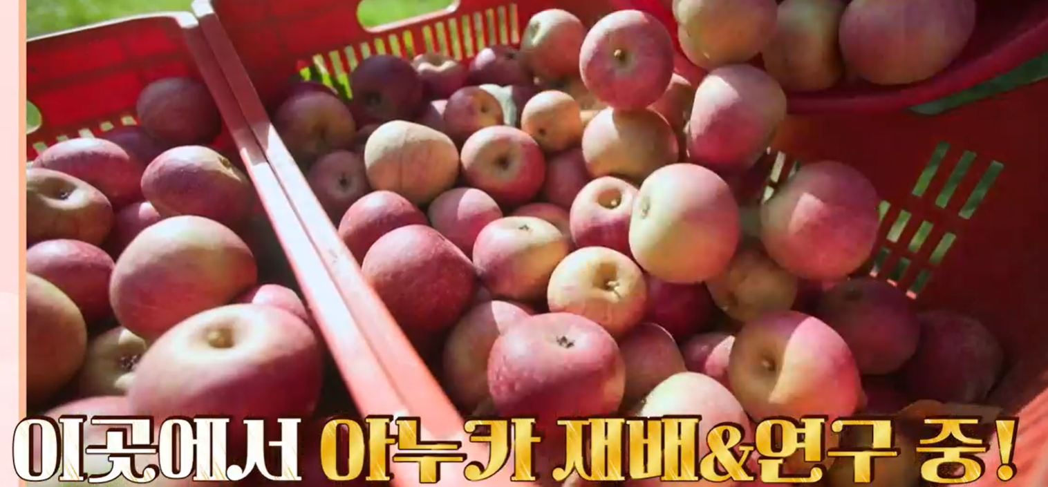 아누카사과분말