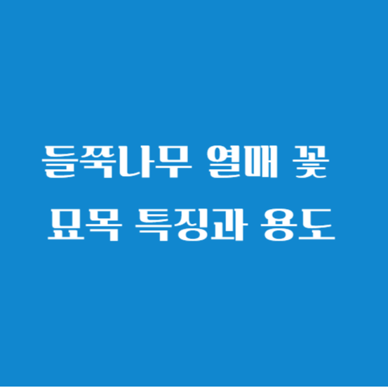 들쭉나무 열매 꽃 묘목 특징과 용도