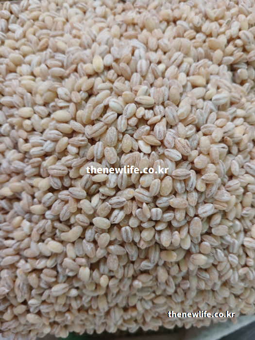 소화 속도를 늦춰주는 당뇨 좋은 음식 잡곡 종류 보리 실물 사진