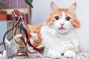 뚱한 얼굴로 이쪽을 보는 고양이