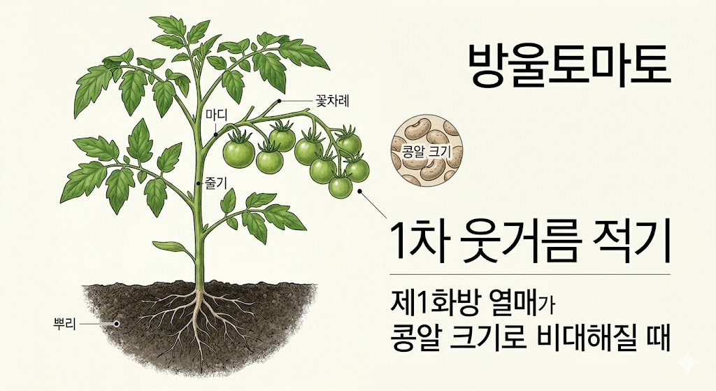 방울토마토 제1화방 열매가 콩알 크기로 비대해진 시점의 1차 추비 적기 안내 삽화