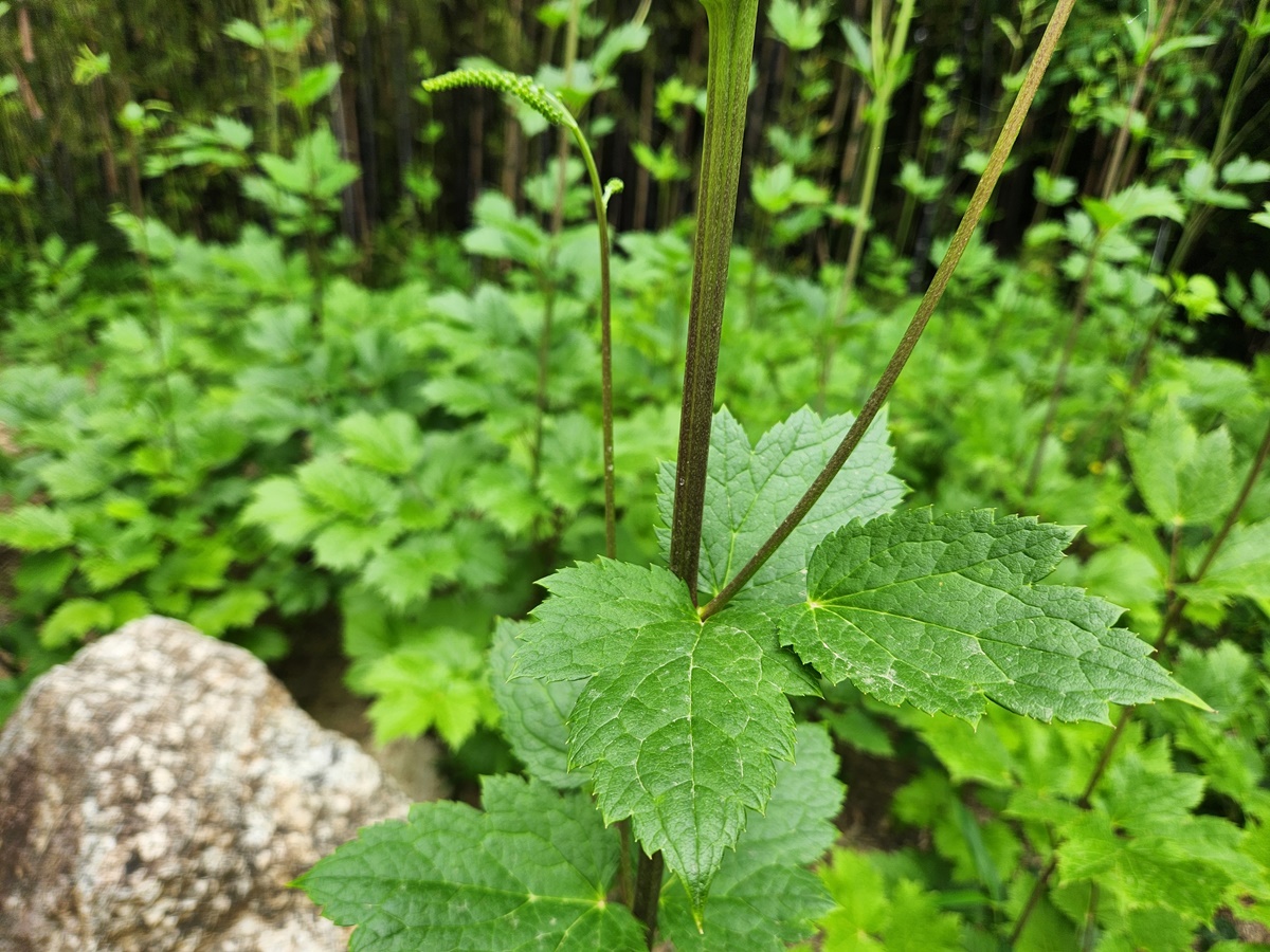 승마