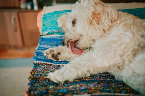 강아지가 바닥을 핥는사진