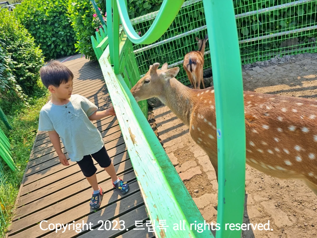 아이가 사슴에게 먹이를 준다